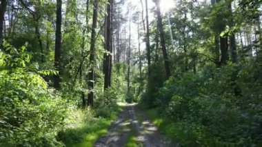 Yaz günlerinde ormandaki ağaçlar