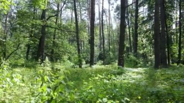 Yaz günlerinde ormandaki ağaçlar