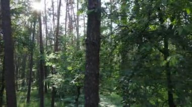 Yaz günlerinde ormandaki ağaçlar