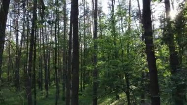 Yaz günlerinde ormandaki ağaçlar