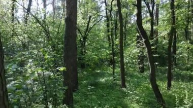 Yaz günlerinde ormandaki ağaçlar