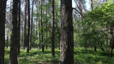 Yaz günlerinde ormandaki ağaçlar