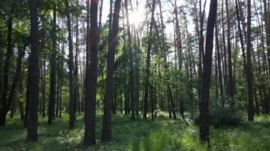 Yaz günlerinde ormandaki ağaçlar