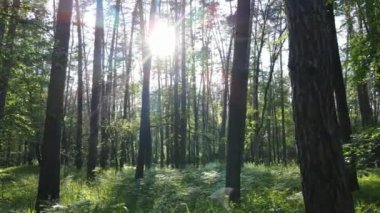 Yaz günlerinde ormandaki ağaçlar
