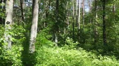 Yaz günlerinde ormandaki ağaçlar