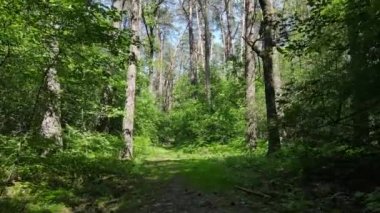 Yaz günlerinde ormandaki ağaçlar