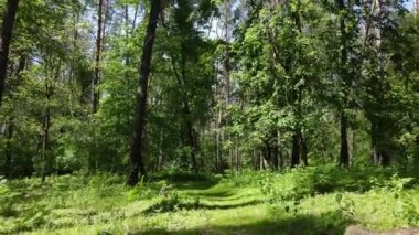 Yaz günlerinde ormandaki ağaçlar