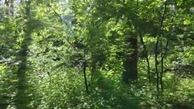 Yaz günlerinde ormandaki ağaçlar