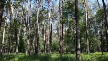 Yaz günlerinde ormandaki ağaçlar