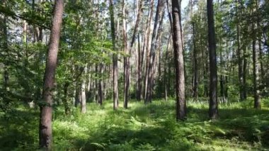 Yaz günlerinde ormandaki ağaçlar