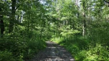 Yaz günlerinde ormandaki ağaçlar