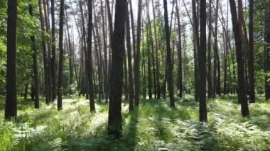 Yaz günlerinde ormandaki ağaçlar