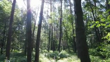 Yaz günlerinde ormandaki ağaçlar