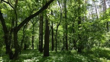 Yaz günlerinde ormandaki ağaçlar
