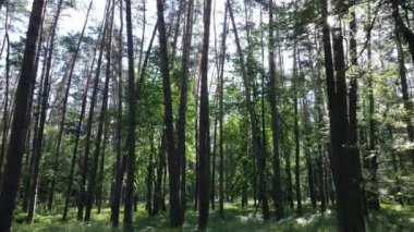 Yaz günlerinde ormandaki ağaçlar