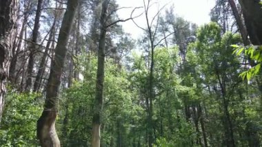 Yaz günlerinde ormandaki ağaçlar