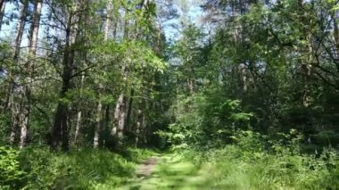 Yaz günlerinde ormandaki ağaçlar