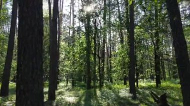 Yaz günlerinde ormandaki ağaçlar