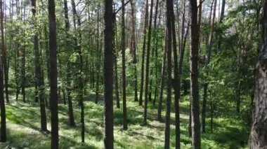 Yaz günlerinde ormandaki ağaçlar