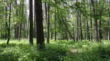 Yaz günlerinde ormandaki ağaçlar