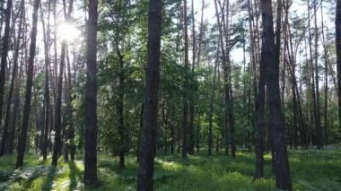 Yaz günlerinde ormandaki ağaçlar