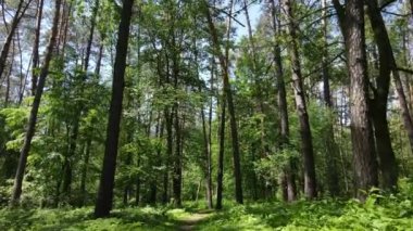 Yaz günlerinde ormandaki ağaçlar