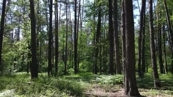 Träd i skogen efter sommardag — Stockvideo