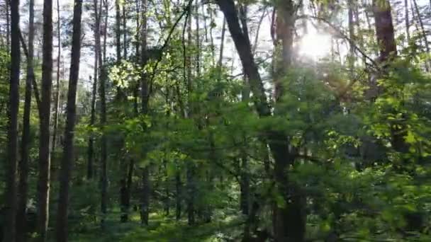 Árboles en el bosque por el día de verano — Vídeos de Stock