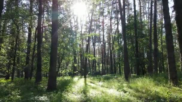 Bäume im Wald an Sommertagen — Stockvideo