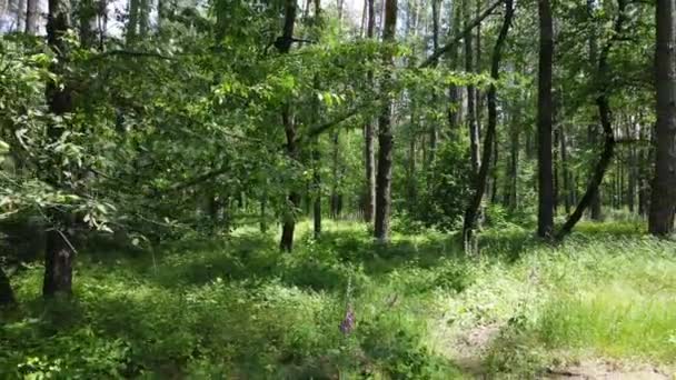 Árvores na floresta por dia de verão — Vídeo de Stock