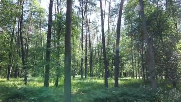 Arbres dans la forêt par jour d'été — Video