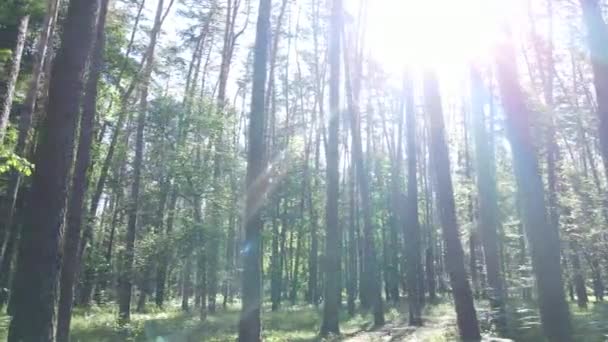 Alberi nella foresta entro il giorno d'estate — Video Stock