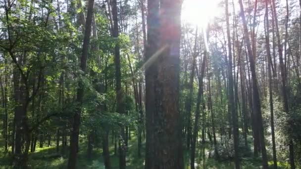 Árboles en el bosque por el día de verano — Vídeos de Stock