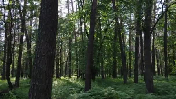 Árboles en el bosque por el día de verano — Vídeo de stock
