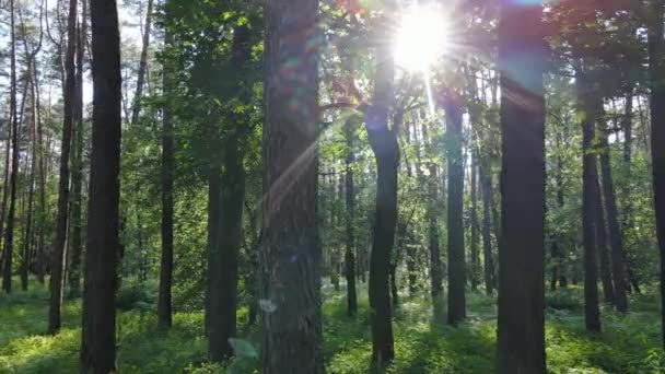 Träd i skogen efter sommardag — Stockvideo