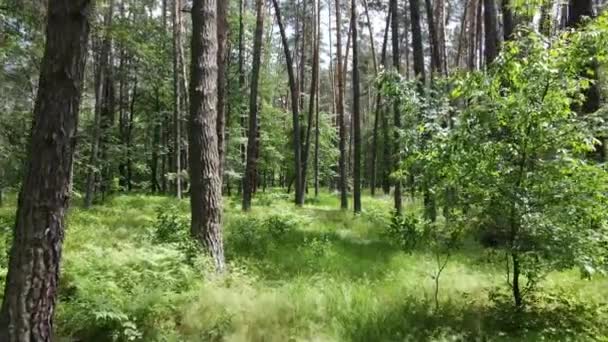 Bomen in het bos tegen de zomerdag — Stockvideo