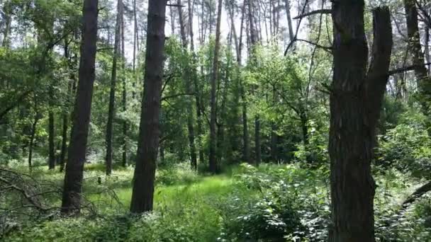Árvores na floresta por dia de verão — Vídeo de Stock