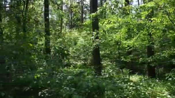 Árvores na floresta por dia de verão — Vídeo de Stock