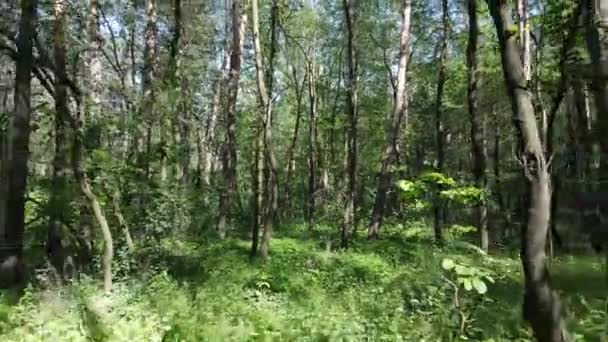 Bomen in het bos tegen de zomerdag — Stockvideo