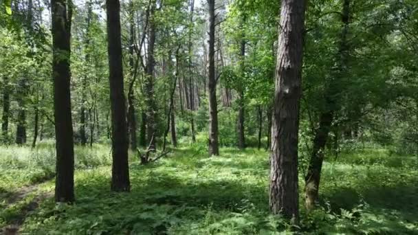 Bomen in het bos tegen de zomerdag — Stockvideo