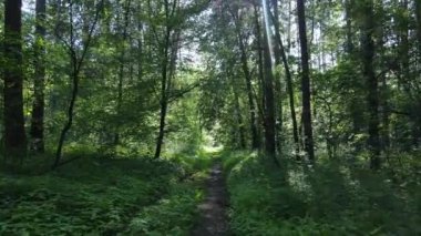 Yaz günlerinde ormandaki ağaçlar