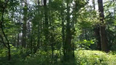 Yaz günlerinde ormandaki ağaçlar