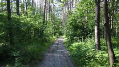 Yaz günlerinde ormandaki ağaçlar