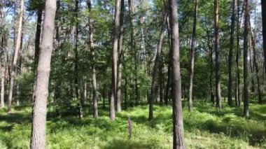 Yaz günlerinde ormandaki ağaçlar