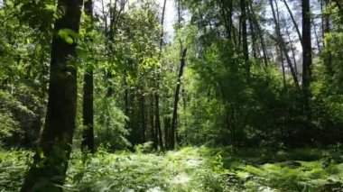 Yaz günlerinde ormandaki ağaçlar