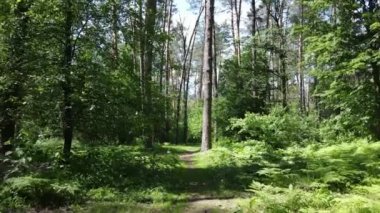 Yaz günlerinde ormandaki ağaçlar