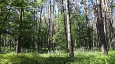Yaz günlerinde ormandaki ağaçlar