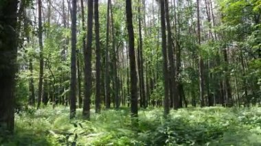 Yaz günlerinde ormandaki ağaçlar