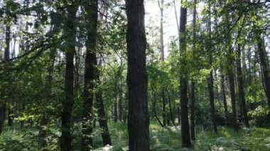 Yaz günlerinde ormandaki ağaçlar