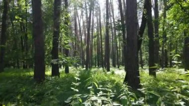 Yaz günlerinde ormandaki ağaçlar